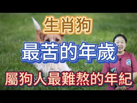 生肖狗年次|屬狗今年幾歲｜屬狗民國年次、狗年西元年